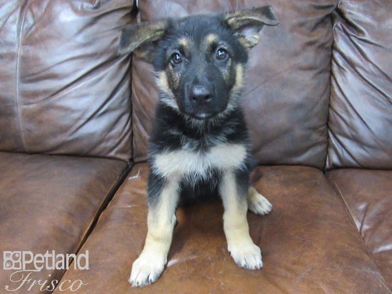 German Shepherd Dog-DOG-Female-Black and Tan-2707651-Petland Frisco, Texas