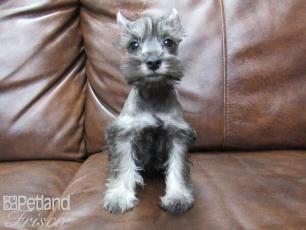 Miniature Schnauzer-DOG-Male-SALT PEPPER-25523-Petland Frisco & Mckinney, Texas