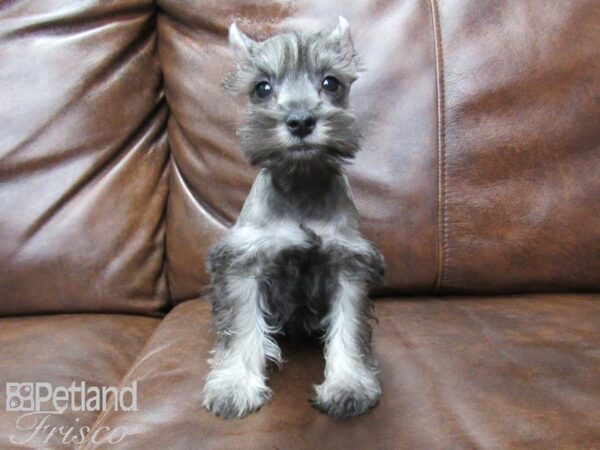 Miniature Schnauzer DOG Male SALT PEPPER 25523 Petland Frisco, Texas