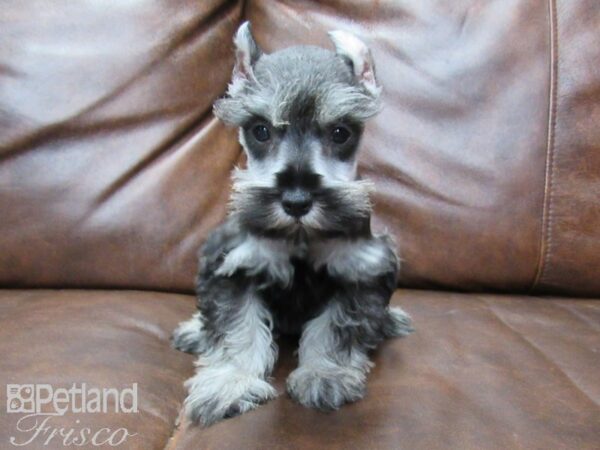 Miniature Schnauzer DOG Female Black & Silver 25522 Petland Frisco, Texas