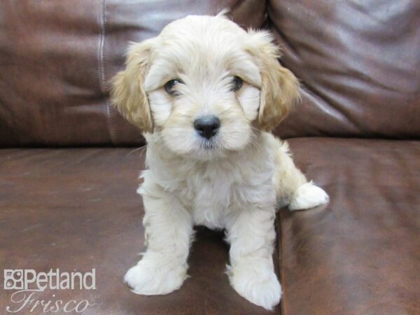 Cava Chon-DOG-Male-blienhiem-25521-Petland Frisco & Mckinney, Texas