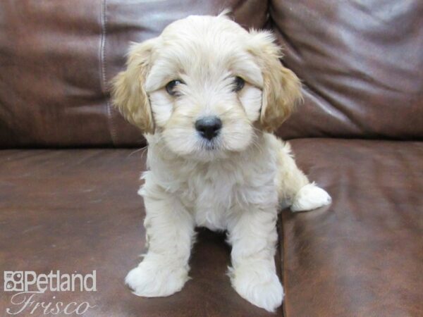 Cava Chon-DOG-Male-blienhiem-25521-Petland Frisco, Texas