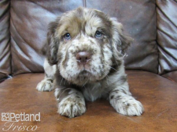 Mini Hippo-DOG-Female-CHOC MERLE-25520-Petland Frisco & Mckinney, Texas