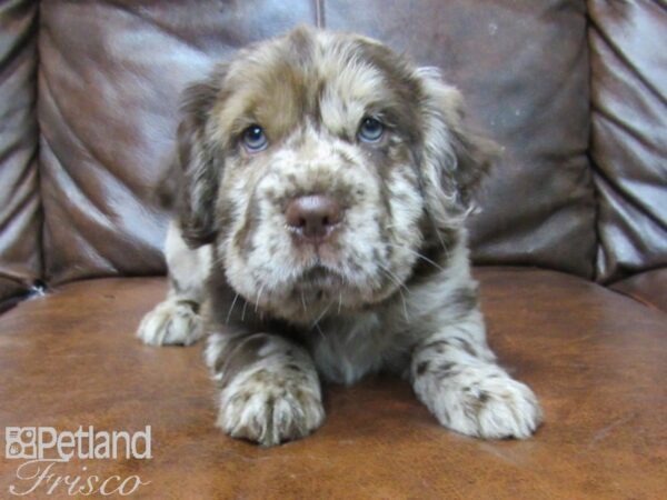 Mini Hippo DOG Female CHOC MERLE 25520 Petland Frisco, Texas