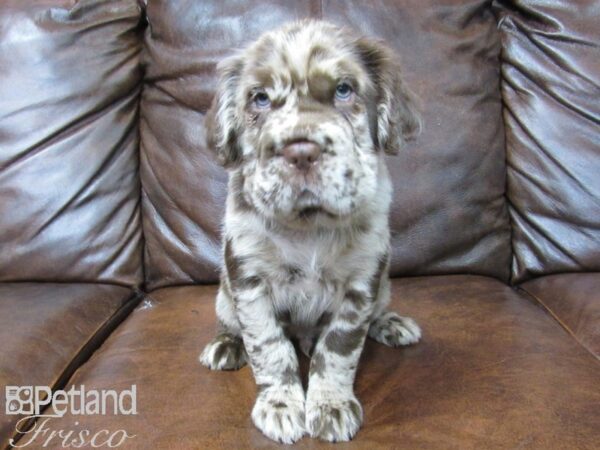 Mini Hippo-DOG-Male-CHOC MERLE-25519-Petland Frisco & Mckinney, Texas