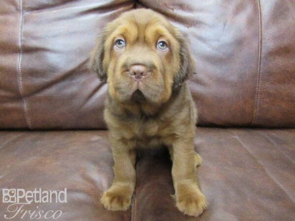Mini Hippo-DOG-Male-BUFF-25517-Petland Frisco & Mckinney, Texas