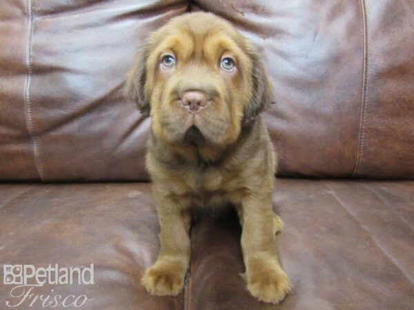 Mini Hippo-DOG-Male-BUFF-25517-Petland Frisco, Texas