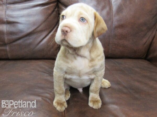 Mini Hippo DOG Male BUFF 25516 Petland Frisco, Texas