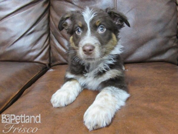 Australian Shepherd DOG Male Red Tri 25515 Petland Frisco, Texas