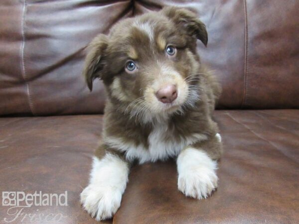 Australian Shepherd DOG Male Red Tri 25514 Petland Frisco, Texas