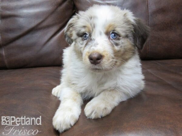 Australian Shepherd DOG Male Red Merle 25513 Petland Frisco, Texas