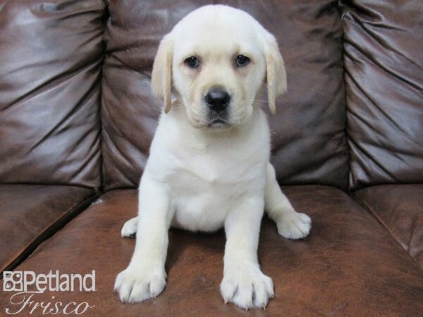 Labrador Retriever DOG Female YELLOW 25512 Petland Frisco, Texas