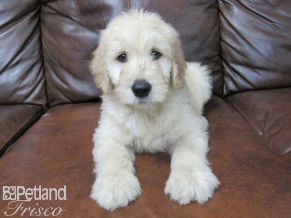 Goldendoodle DOG Male Golden 25511 Petland Frisco, Texas