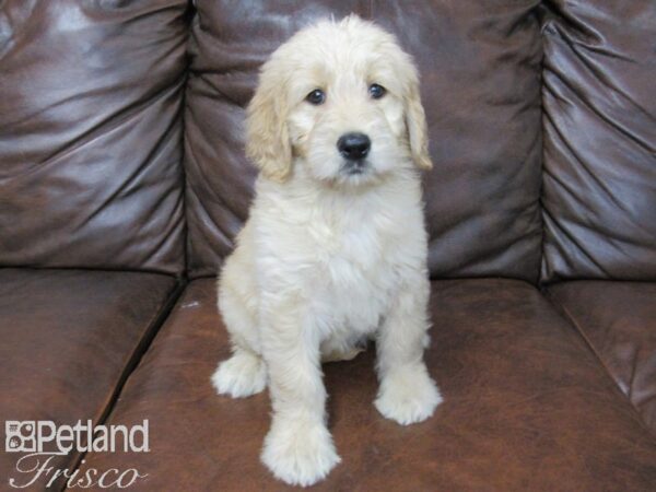 Goldendoodle DOG Female Golden 25510 Petland Frisco, Texas