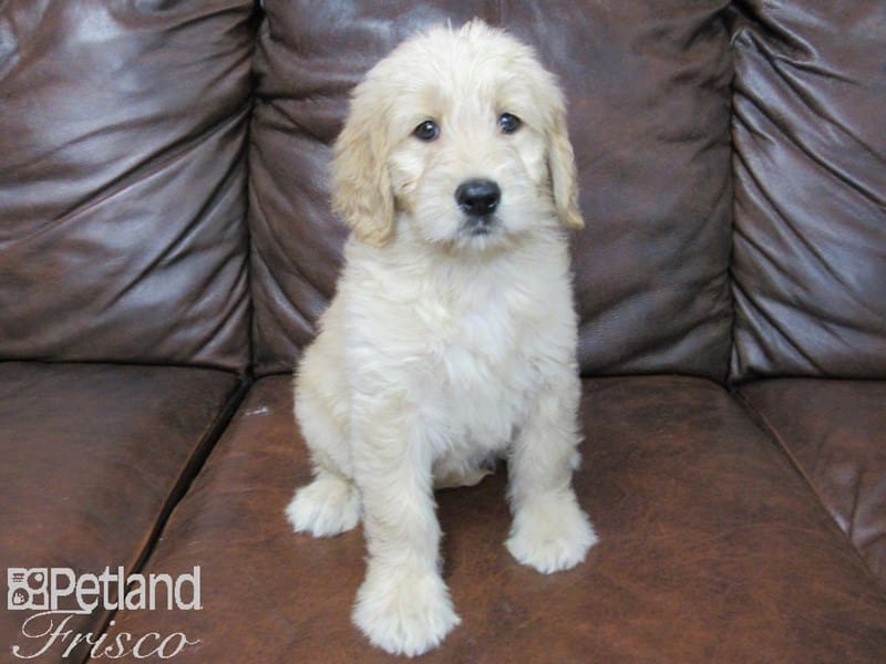 Goldendoodle-DOG-Female-Golden-2706656-Petland Frisco, Texas