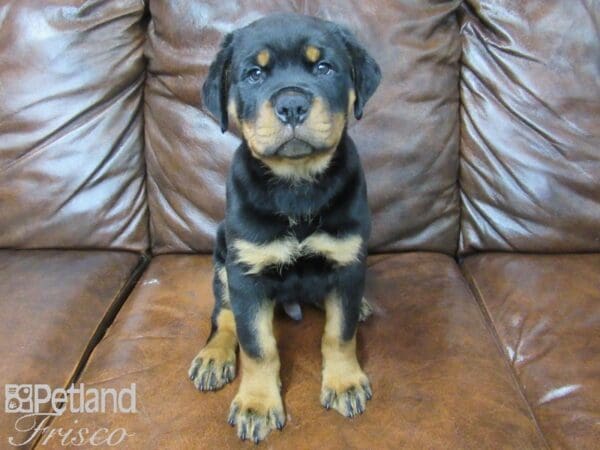 Rottweiler-DOG-Male-black tan-25509-Petland Frisco, Texas