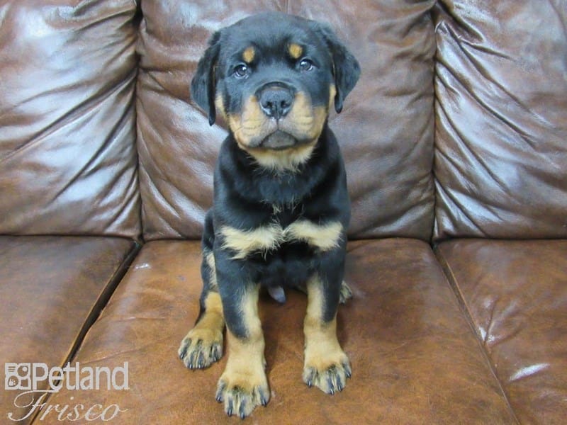 Rottweiler-DOG-Male-black tan-2706684-Petland Frisco, Texas