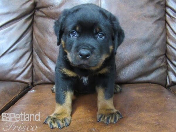 Rottweiler-DOG-Male-black tan-25508-Petland Frisco, Texas
