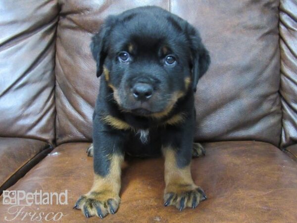 Rottweiler DOG Male black tan 25508 Petland Frisco, Texas