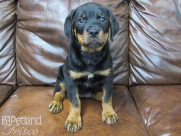 Rottweiler DOG Female Black and Tan 25507 Petland Frisco, Texas