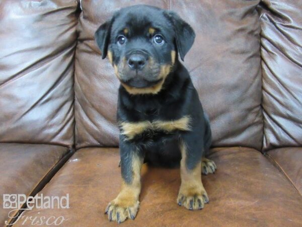 Rottweiler DOG Female black tan 25506 Petland Frisco, Texas