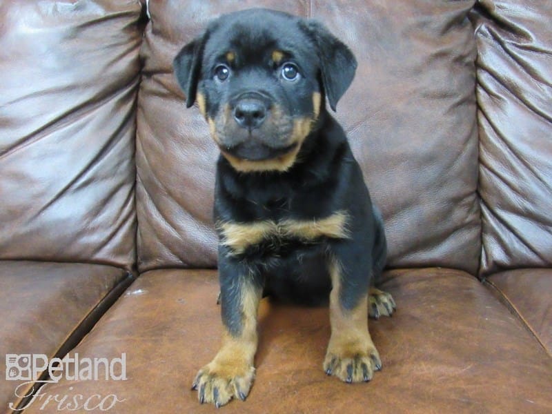 Rottweiler-DOG-Female-black tan-2706690-Petland Frisco, Texas