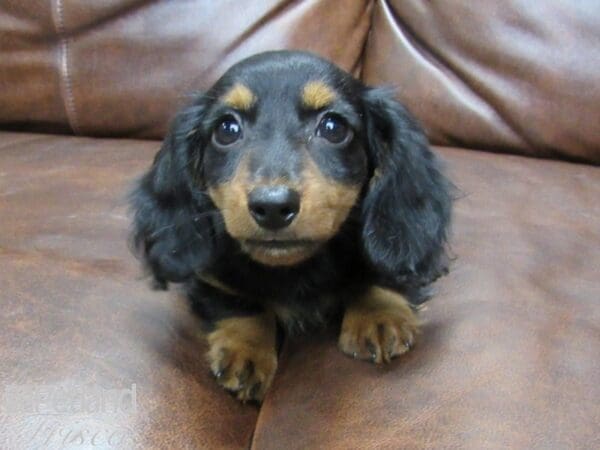 Miniature Dachshund DOG Female Black & Tan 25502 Petland Frisco, Texas