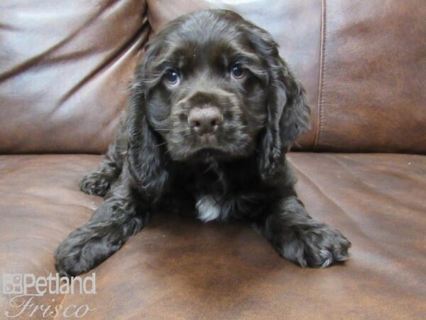 Cocker Spaniel DOG Male Chocolate 25500 Petland Frisco, Texas