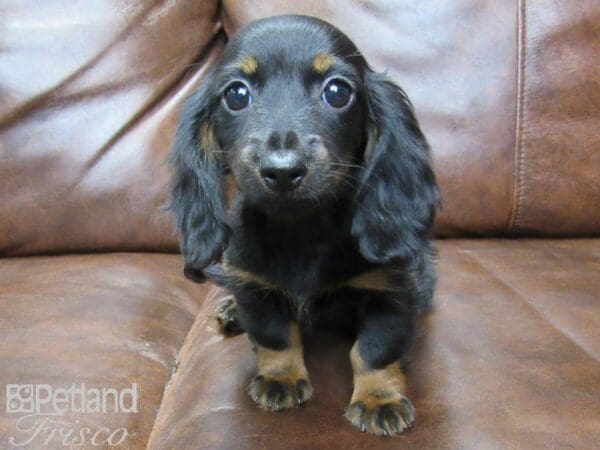 Miniature Dachshund DOG Female Black & Tan 25501 Petland Frisco, Texas