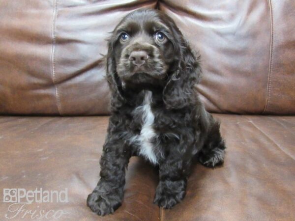 Cocker Spaniel DOG Male Chocolate 25499 Petland Frisco, Texas