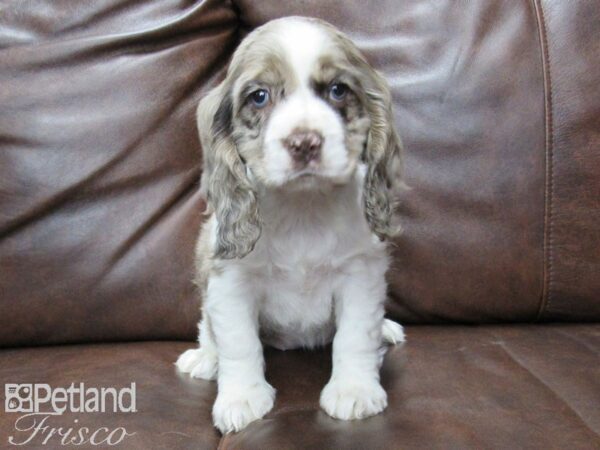 Cocker Spaniel-DOG-Female-Merle-25498-Petland Frisco & Mckinney, Texas