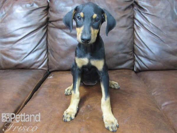 Doberman Pinscher DOG Female Black and Tan 25590 Petland Frisco, Texas