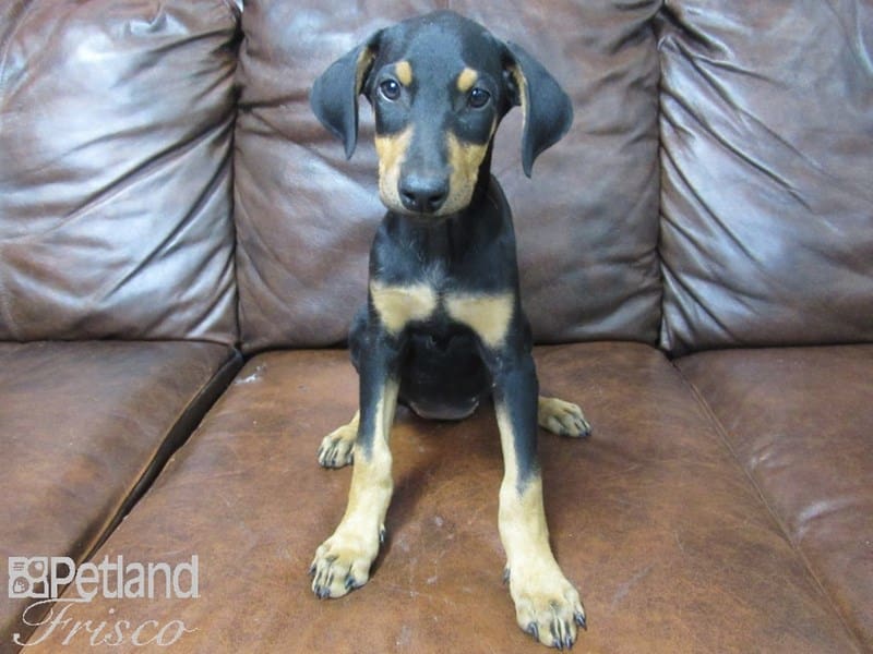Doberman Pinscher-DOG-Female-Black and Tan-2717148-Petland Frisco, Texas