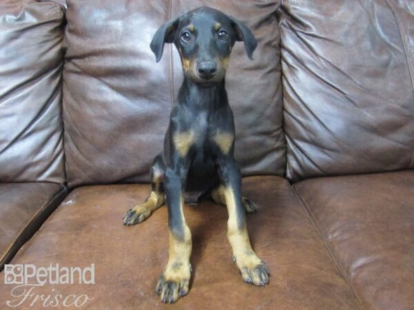 Doberman Pinscher-DOG-Male-Black and Tan-25589-Petland Frisco, Texas