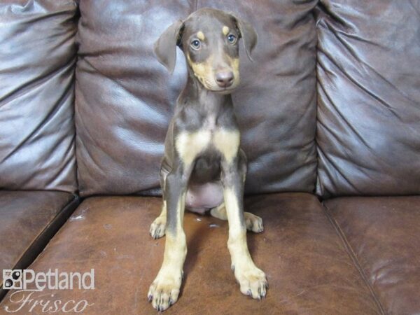 Doberman Pinscher DOG Female Red 25588 Petland Frisco, Texas