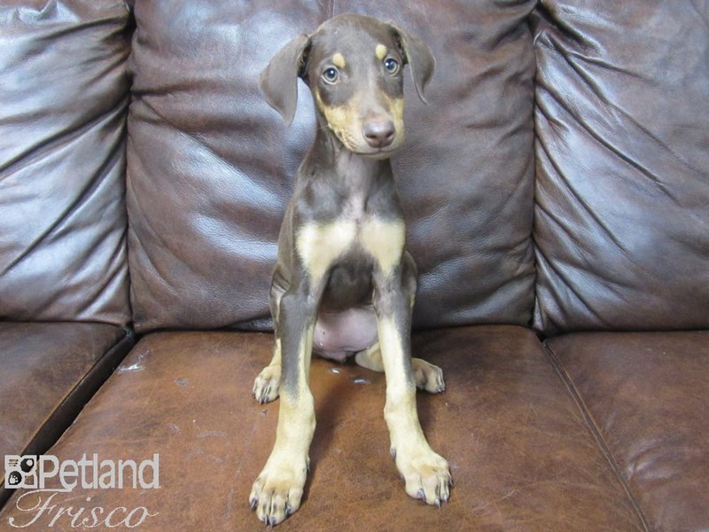 Doberman Pinscher Puppy Red ID 25588 Located at Petland Frisco Texas