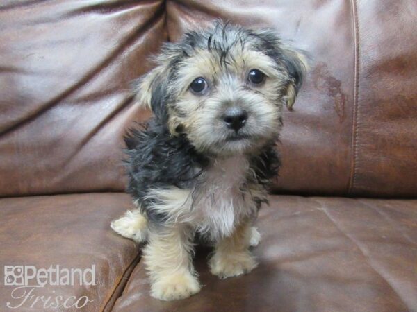 Yorkie Chon DOG Female Black Tan 25585 Petland Frisco, Texas