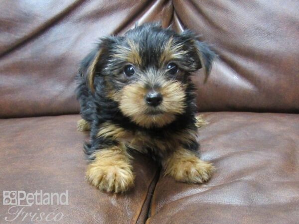 Yorkshire Terrier DOG Female BLK TAN 25584 Petland Frisco, Texas