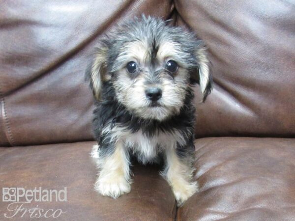 Yorkie Chon-DOG-Female-Black Tan-25583-Petland Frisco & Mckinney, Texas