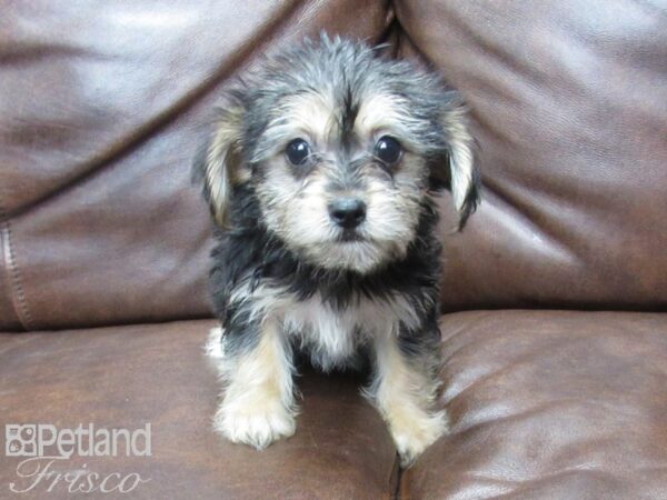 Yorkie Chon DOG Female Black Tan 25583 Petland Frisco, Texas