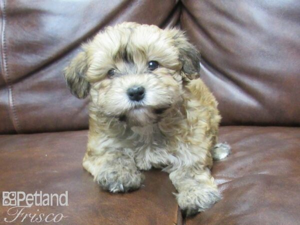 Yorkie Chon-DOG-Female-BRINDLE WHITE-25582-Petland Frisco, Texas