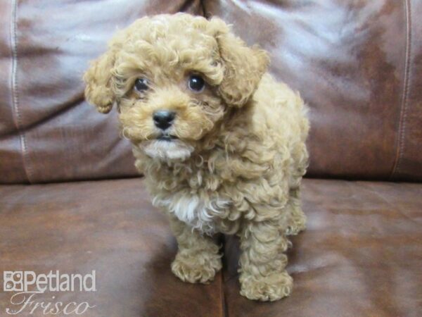 Cava Poo-DOG-Male-RED-25581-Petland Frisco & Mckinney, Texas
