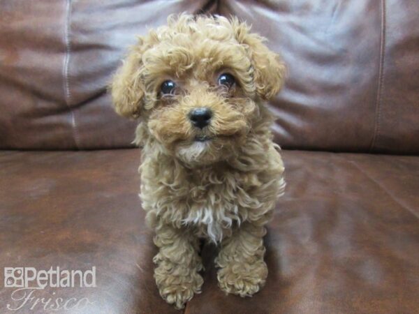 Cava Poo-DOG-Female-RED-25580-Petland Frisco & Mckinney, Texas
