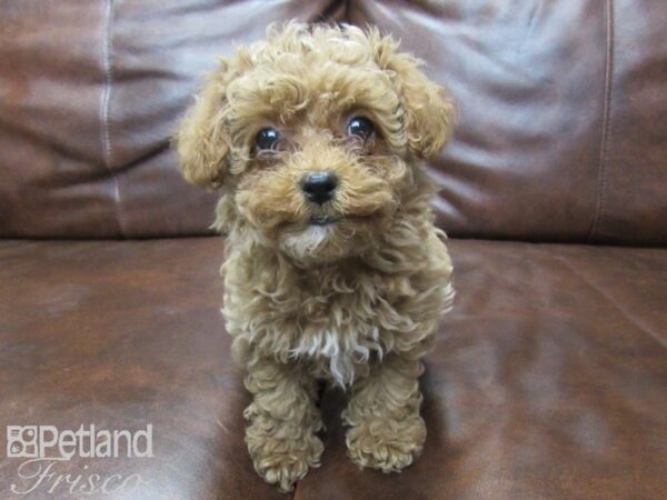 Cava Poo-DOG-Female-RED-25580-Petland Frisco, Texas