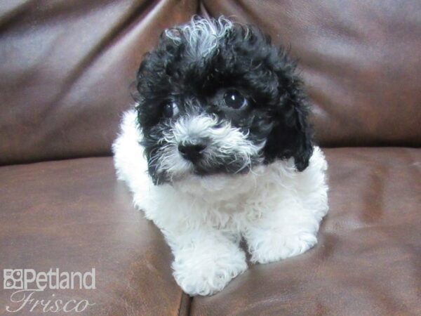 Poo Chon-DOG-Male-BLK WHITE-25579-Petland Frisco & Mckinney, Texas