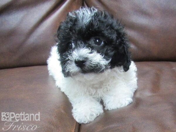 Poo Chon DOG Male BLK WHITE 25579 Petland Frisco, Texas