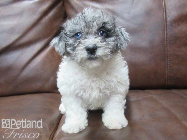 Poo Chon DOG Female BLUE MERLE 25578 Petland Frisco, Texas