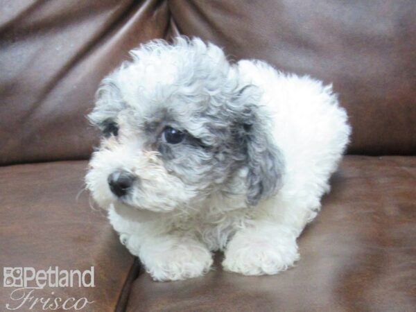 Poo Chon-DOG-Female-BLUE MERLE-25577-Petland Frisco, Texas