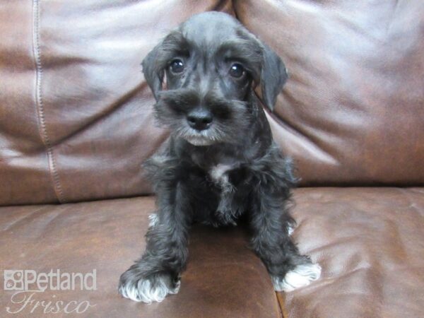 Mini Schnauzer DOG Male BLK 25575 Petland Frisco, Texas