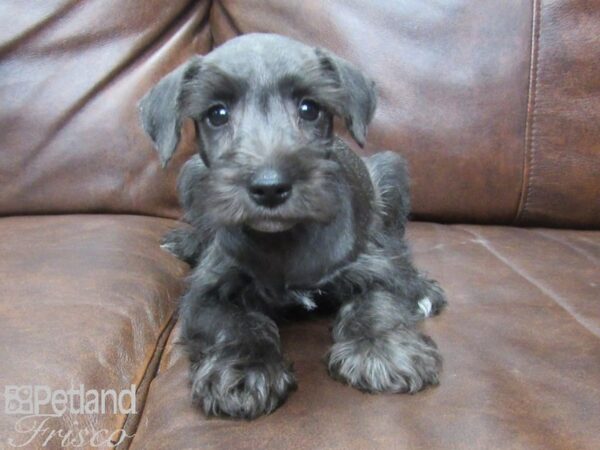 Mini Schnauzer DOG Male BLK 25576 Petland Frisco, Texas